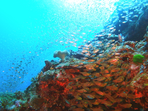 ケラマダイビング