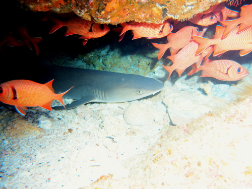 ケラマダイビング