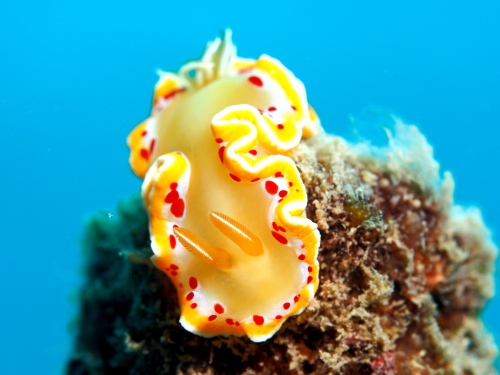 沖縄ダイビング