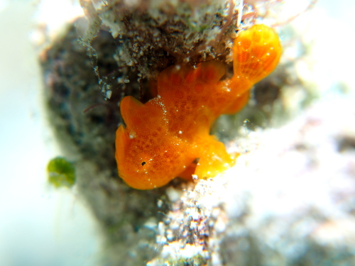 ☆彡沖縄ダイビングでホエールウォッチング☆彡