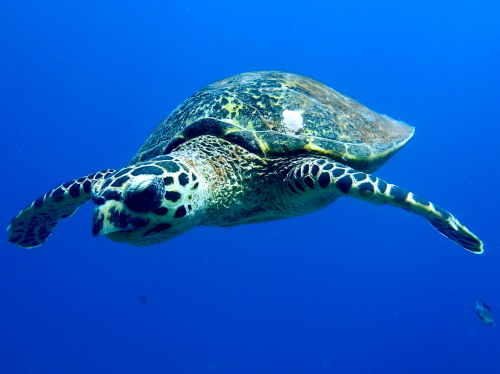 沖縄ダイビング