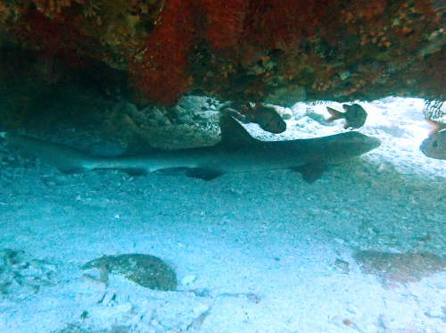 チービシダイビング