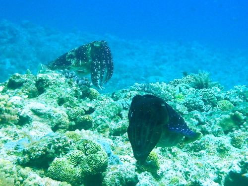☆沖縄半日ダイビングINチービシ諸島