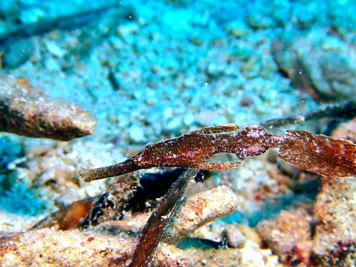 ダイビング沖縄