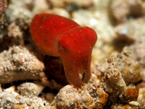 慶良間ダイビング