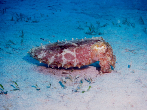 慶良間ダイビング