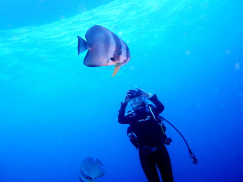 ダイビング沖縄