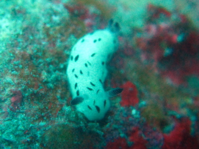 ダイビング慶良間