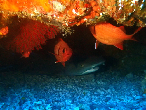 ダイビング慶良間