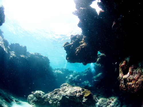 慶良間ダイビング
