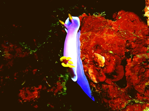 慶良間ダイビング