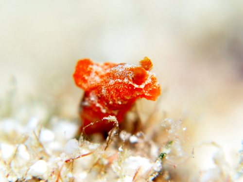 ダイビングチービシ