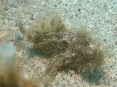 沖縄ダイビング