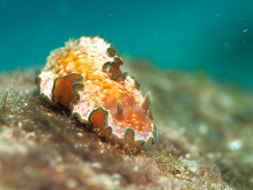 ダイビング沖縄