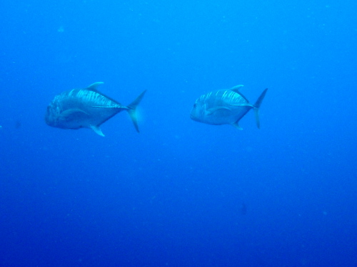 沖縄ダイビング