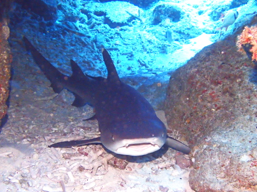 ダイビングチービシ