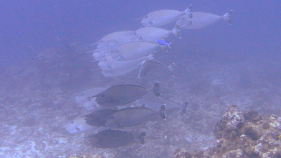 ダイビング沖縄