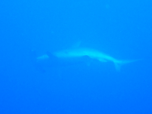 沖縄ダイビング