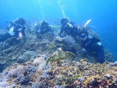 沖縄慶良間カメ保障体験ダイビング