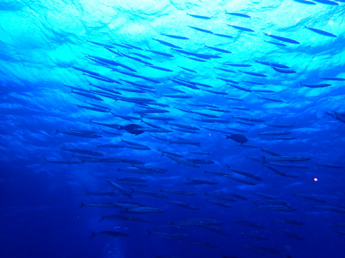 沖縄半日ダイビング