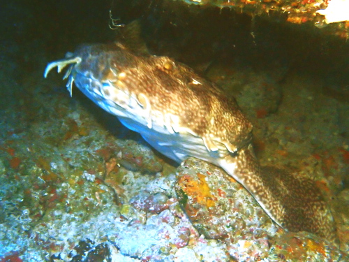 沖縄ダイビング