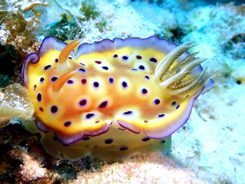 ダイビング慶良間