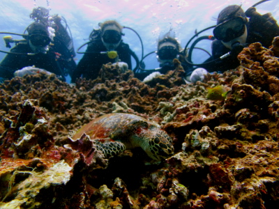 慶良間体験ダイビング」