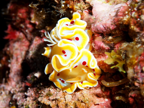 ダイビング沖縄