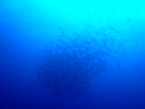 ダイビングケラマ