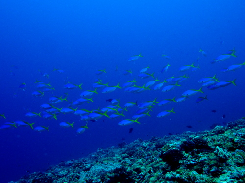 ケラマダイビング