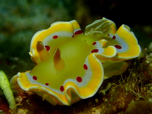 ダイビング慶良間