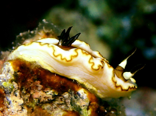 ケラマダイビング