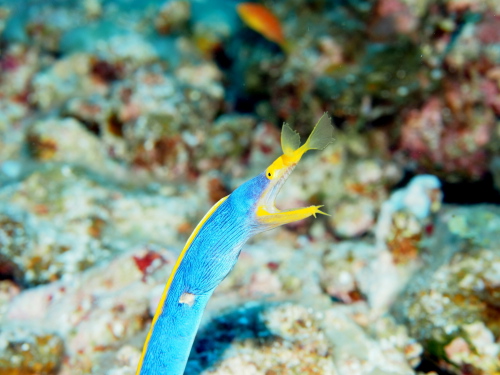 ダイビング慶良間