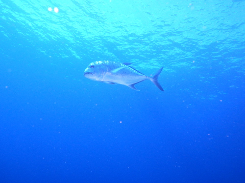 沖縄ダイビング