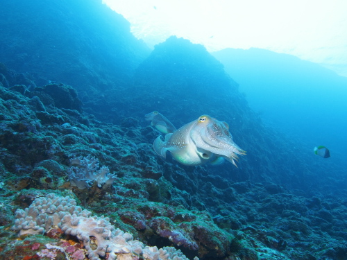 慶良間ダイビング