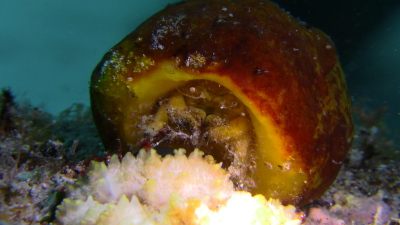 ケラマダイビング