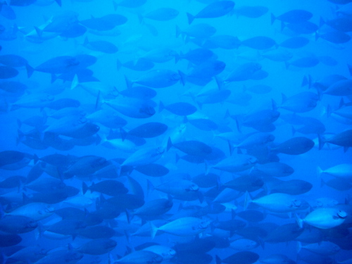 シャークライン！！IN沖縄ダイビング