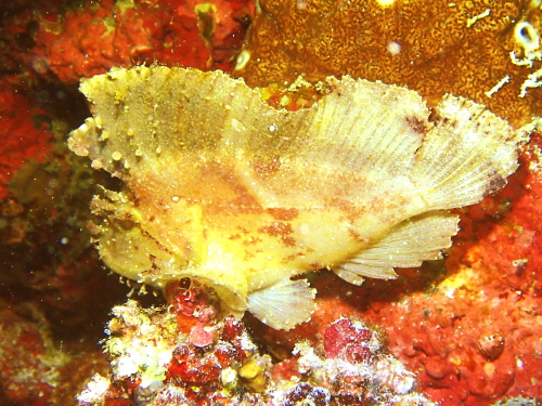 慶良間ダイビング