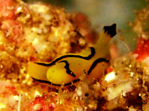 ダイビング沖縄