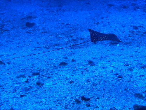 慶良間ダイビング