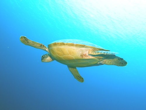 ダイビング半日