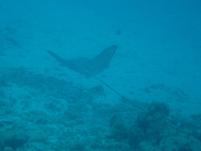 沖縄ダイビング