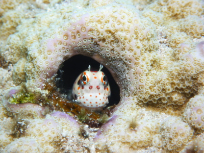 20140830モンツキ