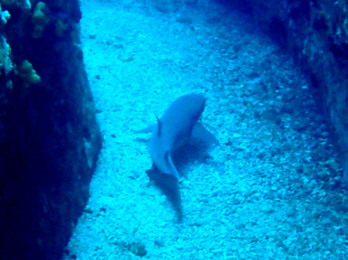 慶良間ダイビング