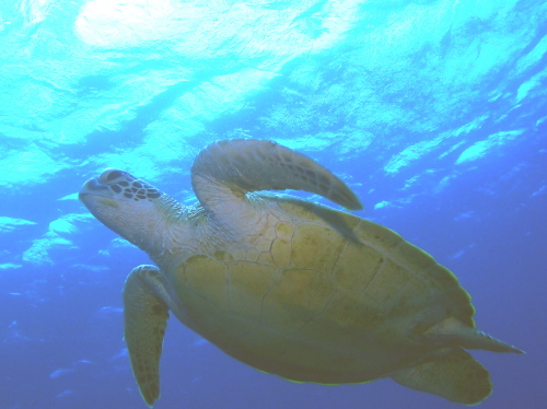 沖縄ダイビング