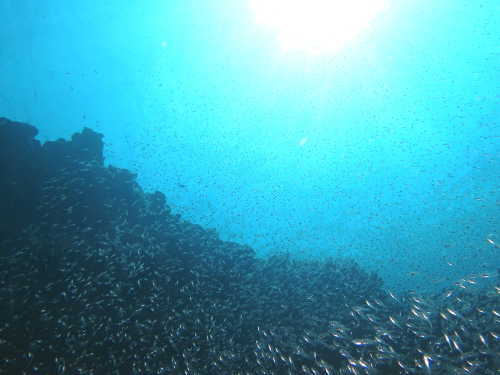 沖縄半日ダイビング