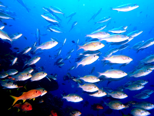 ケラマダイビング