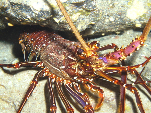 沖縄チービシダイビング