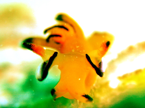 チービシダイビング