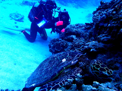 沖縄慶良間カメ保障体験ダイビング